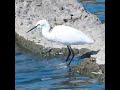 鳥の捕食　コサギの狩り