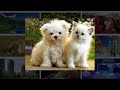 Responsive Image Gallery With Lightbox Using HTML, CSS & JavaScript