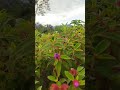 ផ្កាព្រៃ 💐💐💐 forest flowers 🌹🌹🌹