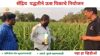 सेंद्रिय  पद्धतीने ऊस पिकाचे नियोजन | Vivaamart Vivaa Kisan Growth Organic farming Results | MH |