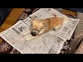 【ちょいワル犬ルーク】邪魔する犬【やんちゃなチワワ】