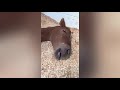 caught newborn foal nursing in her sleep