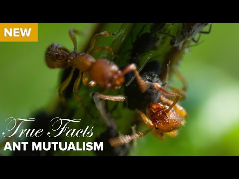 True Facts : Ant Mutualism True Facts : Ant Mutualism