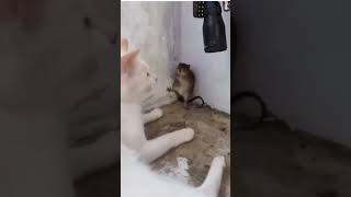 Cat🐱and Mouse 🐭 Funny video