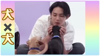 犬(ミンギュ)が犬と戯れるだけの動画【ミンギュ/mingyu】#セブチ #seventeen