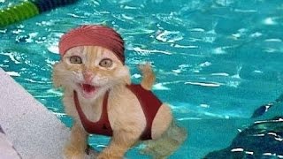 , Chats Drôles Intelligents, Meilleurs Animaux De Compagnie, Des Astuces De Chien, Chat Et Chiens,