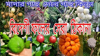 বৈদ্য নার্সারি/বিদেশী ফলের  সেরা ঠিকানা..অনলাইন সুবিধা  আছে