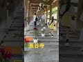 タミーチャンネル　奈良　長谷寺　牡丹階段　編　 shorts