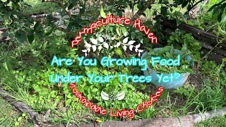 Permaculture Fruit Tree Guild - Growing Food Under Tree - What Why How