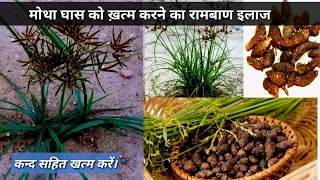 मोथा को खत्म करने के उपाय।motha marne wali davai।Sempra Use in hindi।