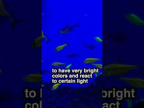 How do glow in the dark fish glow?