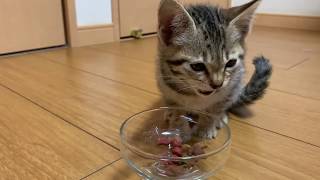 【保護子猫】子猫のタロちゃんにカリカリご飯をあげたらカリカリ食べました。