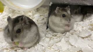 みんなでキャベツを食べるハムスター② Hamster eating cabbage together