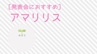 [発表会におすすめ]アマリリス