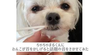 犬が首を傾げる音をきかせてみました。