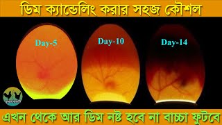 ডিম ক্যান্ডেলিং করার সহজ কৌশল ।। এভাবে ডিম ক্যান্ডেলিং করলে বাচ্চা ফুটবে ।। egg candling