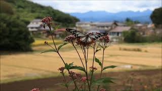 アサギマダラが来ました 2022 1008 里山の花畑 (安中市） BGM Guitar By K.Okabe ある愛の詩 Francis Lai