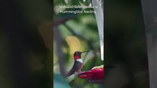 คลิปสั้น นกฮัมมิ่งเบิร์ดกินน้ำหวาน นกสีสันสวยสดงดงาม นกสวยงาม ดูนก Hummingbird feeding.  #Shorts