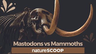 How to tell mastodons apart from mammoths