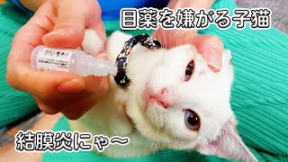 子猫【保護猫】が目薬を嫌がりながらさされます(;'∀')