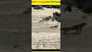 നൂറുകണക്ക് പാമ്പുകളിൽ നിന്നും രക്ഷപ്പെട്ട ജീവി😳😱 #youtubeshorts #veral #facts #shots #youtube