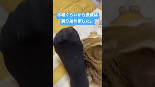 FIP（猫伝染性腹膜炎）治療6週目に入りました。少し食欲が落ちてしまいました。 #shorts #cat #猫 #FIP #猫伝染性腹膜炎 #ねこのいる生活