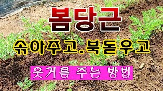 [텃밭농부. 1,049]  봄당근 솎아주고, 북돋우고, 액비주는 방법 #당근재배