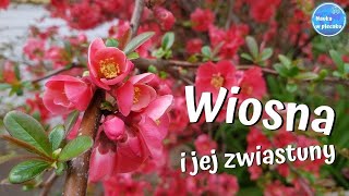 Wiosna - zwiastuny, oznaki wiosny - film edukacyjny dla dzieci