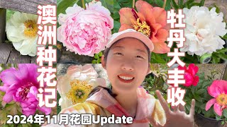 牡丹盛放季 | 2024年11月澳洲花园Update | 我终于打败了花园里的袋鼠