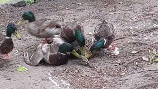 Poor, Poor Defendless Female Mallard Duck