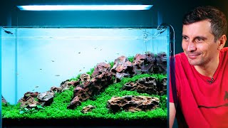 'Monte Carlo' PARADISE in a Simple Iwagumi Aquarium