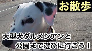 【散歩】大型犬ダルメシアンと一緒に近所の公園までお散歩に行きました#散歩#大型犬#ダルメシアン