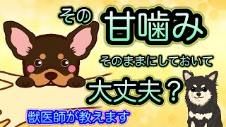 【甘噛みの治し方】子犬の甘噛みのしつけ方、トレーニングで噛み癖を治そう‼︎獣医師が解説-甘噛みはそのままにしておいていいんですか？-