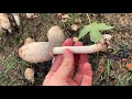 shaggy mane mushrooms urban edible fungi