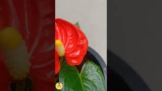 ❣️❣️  Anthurium andraeanum                                      _ ပိန်းပန်း ❣️❣️