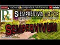 🌿 SIEMPREVIVA, Plantas medicinales, Beneficios, propiedades y usos medicinales para la salud