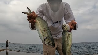 טרכונים. ג'יג מהחוף. shore jigging for blue runners