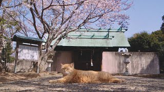 THE CATS OF GOKOGU SHRINE trailer | BFI London Film Festival 2024