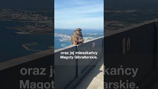 Gibraltar to niezwykłe miejsce, gdzie spotkasz jedyne dziko żyjące małpy w Europie 🐒 #gibraltar