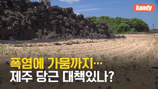 폭염에 가뭄까지…제주 당근 대책있나? / KBS  2024.08.12.