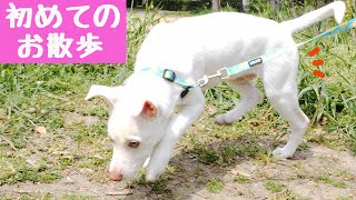 【お散歩デビュー】子犬ついに自分の足で歩く！