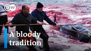 Whale hunting in the Faroe Islands | DW Documentary