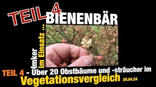 4.Teil 🌸 Über 20 Obstbäume und -sträucher im Vegetationsvergleich im April 2024 #imkern #Obstblüte