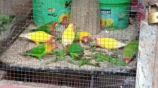love birds parrots breeding and sound / Australian parrot babies feeding price 2022