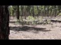 NAU Centennial Forest