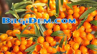 Sea Buckthorn Nedir? Yabani İgde Nedir Faydaları Nelerdir?