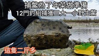 放棍捕鱉為年菜雞仔豬肚鱉做準備，意外捕獲大鱉（104集）@Pin338548