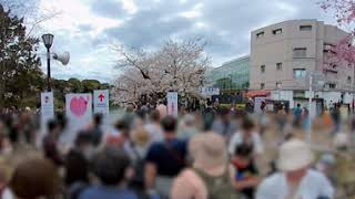 【360°映像】4年ぶりの開催！千代田のさくらまつり【千鳥ヶ淵散策編】