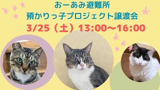 3/25(土)預かりっ子プロジェクト譲渡会参加予定メンバー紹介‼