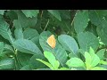 アカシジミ japonica lutea 2022 06 24 医王山 iouzen butterfly of japan